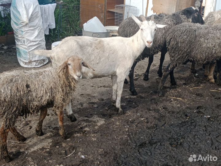 Коза дойная молочная