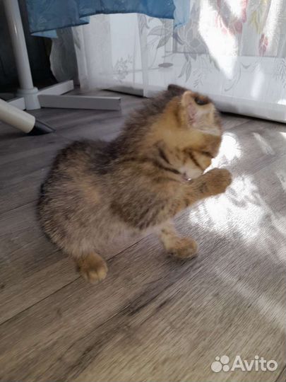Шотландская вислоухая кошка бесплатно
