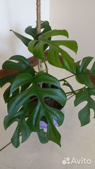 Монстера Рафидофора
