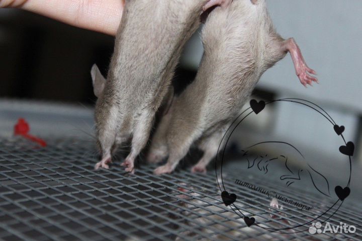 Декоративные мышата