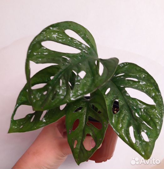 Монстера манки маск