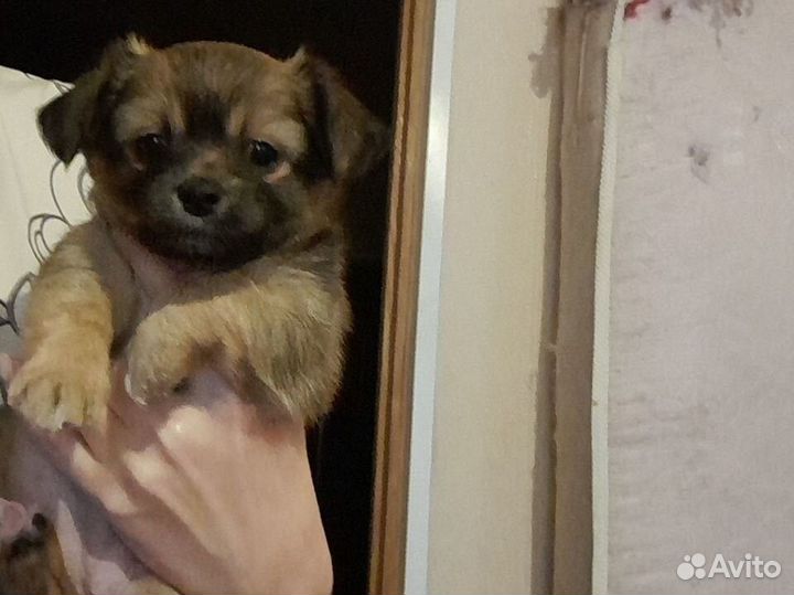 Щенки чихуа девочки