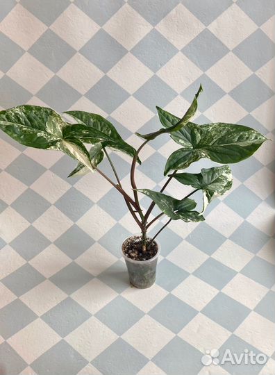 Сингониумы