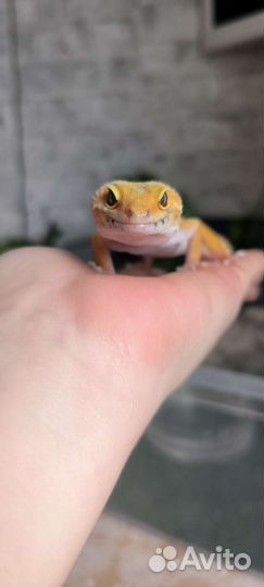 Геккон эублефар