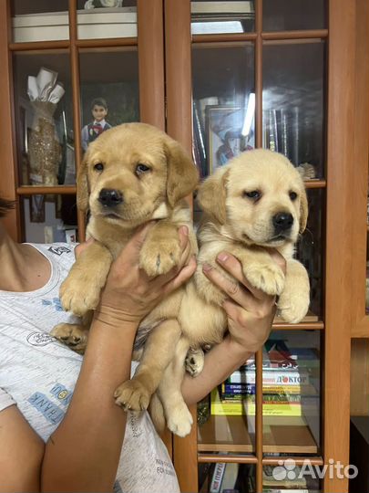 Щенки лабрадора