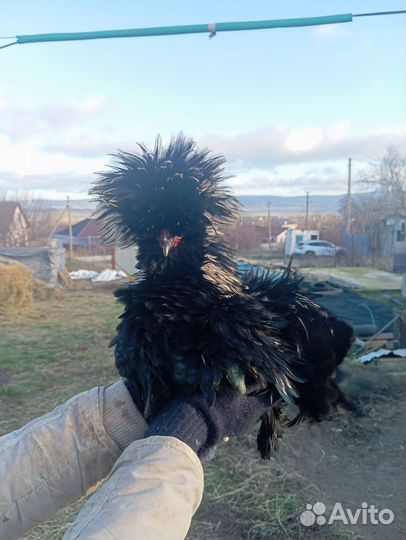 Карликовые куры