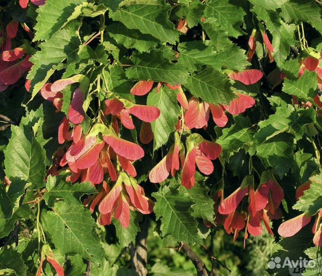 Клен татарский гиннала