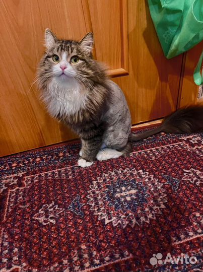 Котик 8-9 месяцев. Был нацден на перекркске ленина