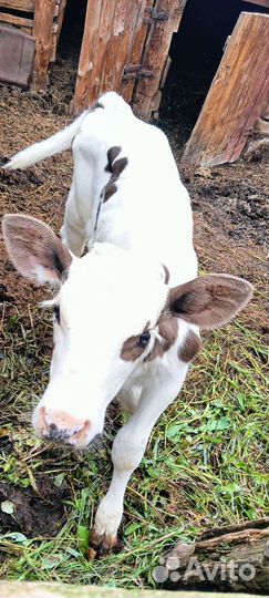 Каровы и телята