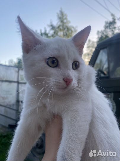 Котята