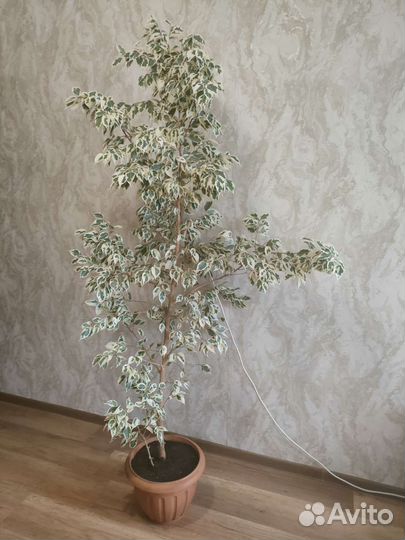 Фикус, пальма, алоэ, кактус