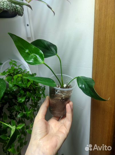 Антуриум Зизу