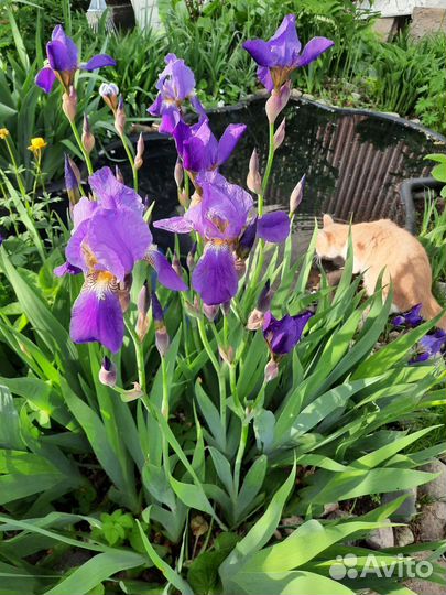 Ирис