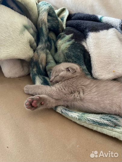 Шотландский котик