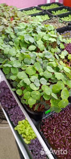 Микрозелень