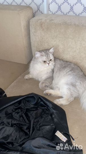 Кошка