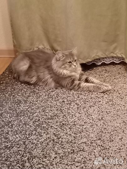 Отдам в добрые руки