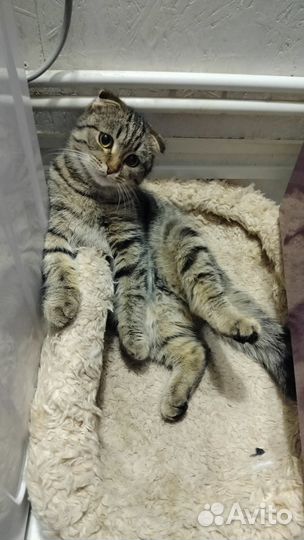 Отдаю котиков