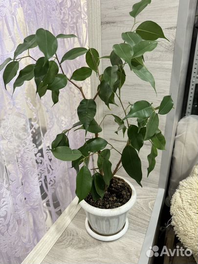 Фикус бенджамина