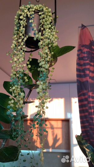 Пеперомия прострата