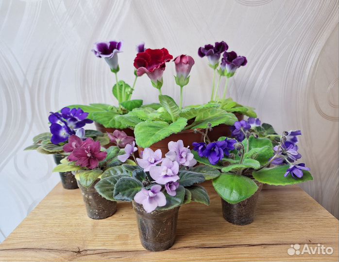 Глоксинии, фиалки