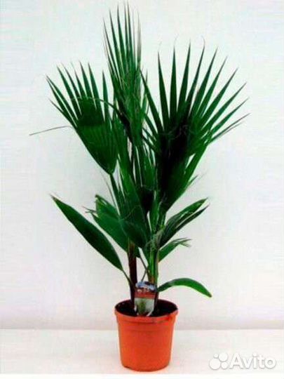 Пальма вашингтония