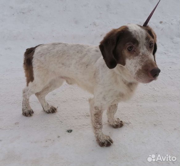 Собака в добрые руки