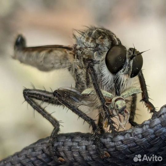 Комар сибирский