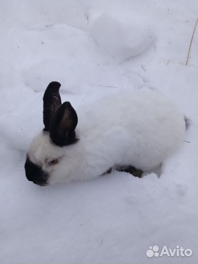 Кролик самка калифорнийской породы