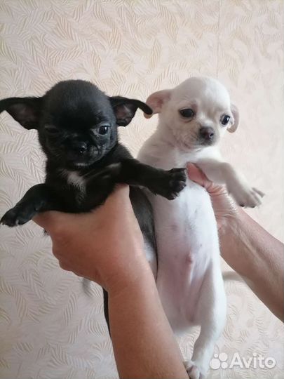 Щенки чихуахуа мальчики