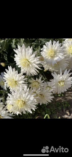 Многллетники