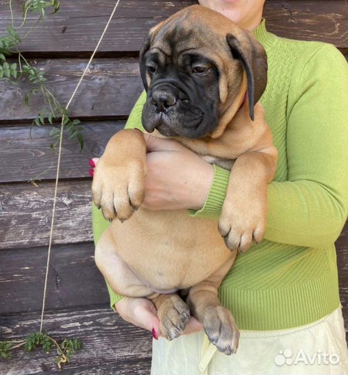 Девочки бульмастифочки