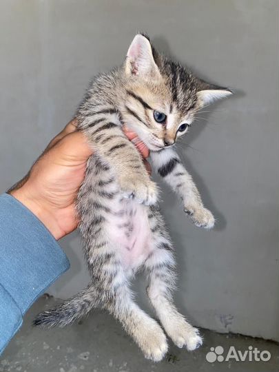 Кошки и котята
