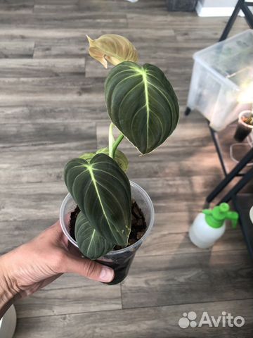 Филодендрон меланохризум