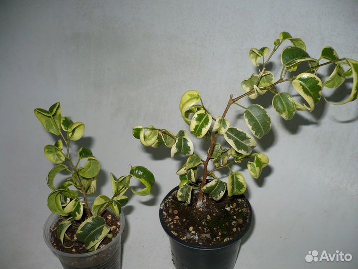 Фикус мелколистные