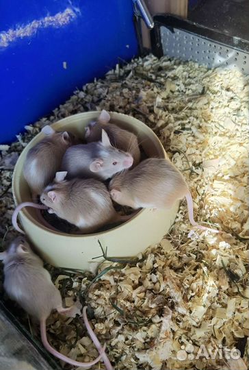 Декоративные и кормовые мыши