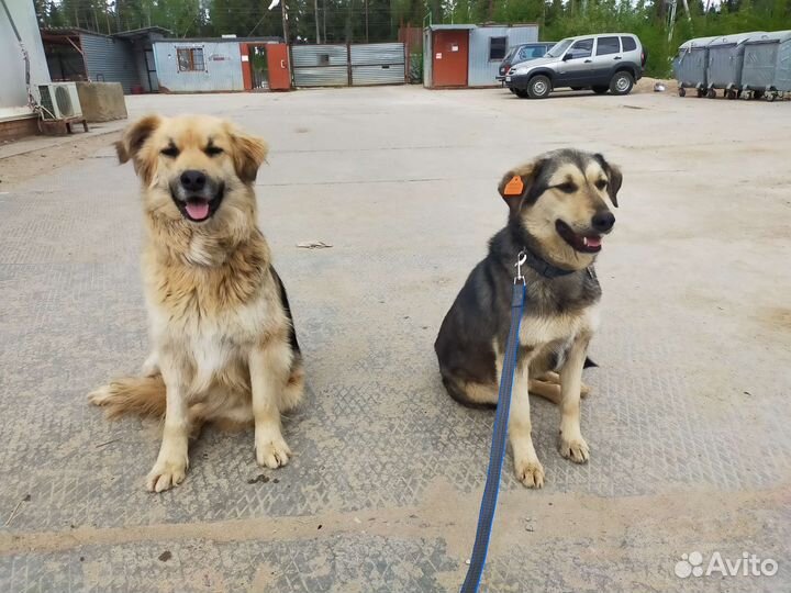 Собака в добрые руки