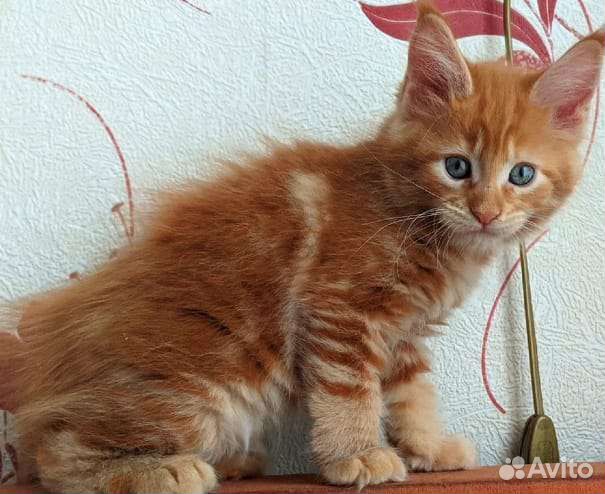 Котята мейн-кун