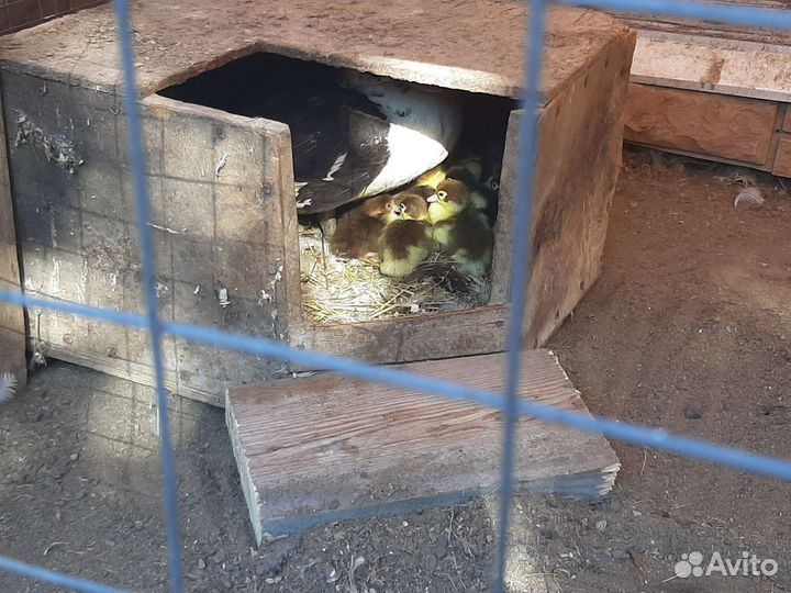 Утята мускусной утки