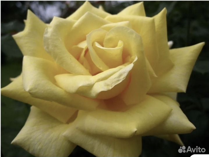 Роза Гранд Аморе