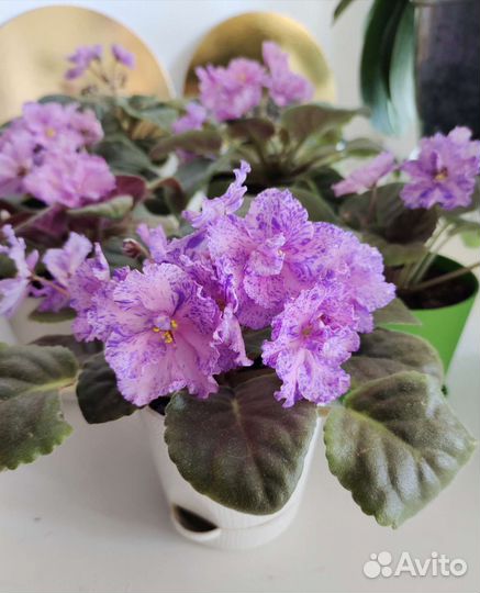 Фиалка полумахровая цветущая