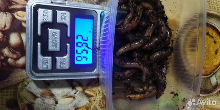 Червячка дендробена