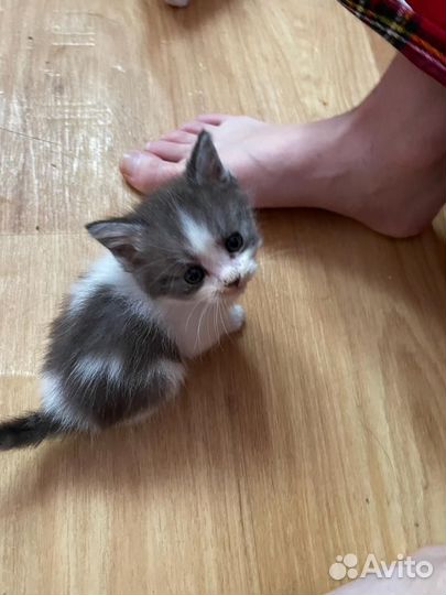Котята отдам в добрые руки бесплатно