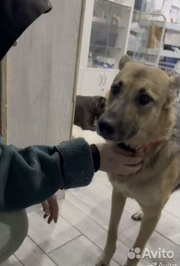 Собака домашняя в стрессе в приюте нужен дом