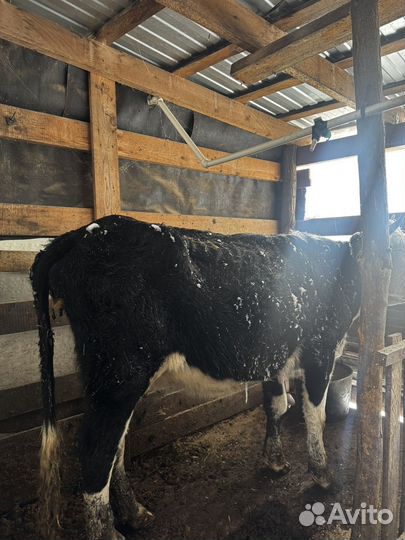 Первотелка