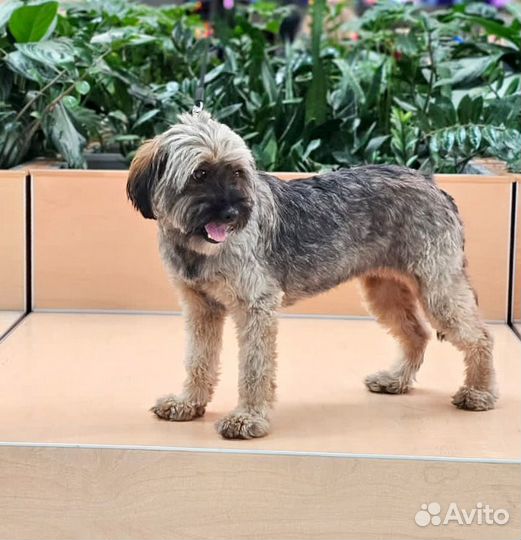 Миниатюрная терьерочка в добрые руки