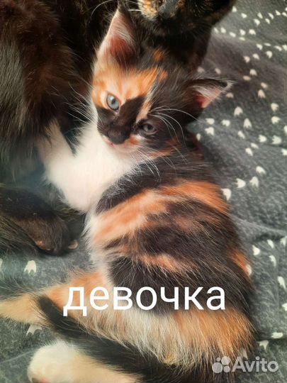 Котята в дар