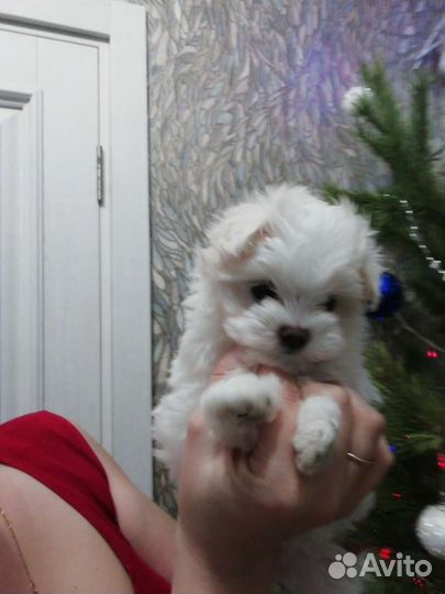 Щенки мальтезе