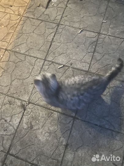 Британская