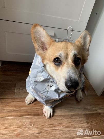 Комбинезон для корги